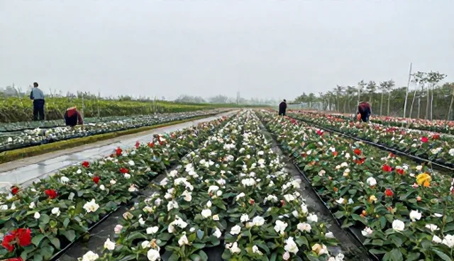 集种植对品种改良的影响与优化路径
